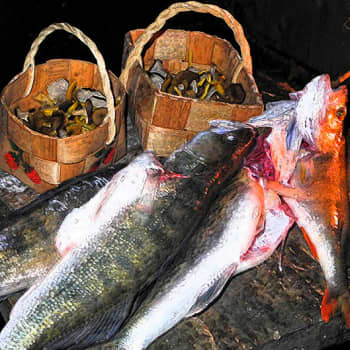 Luonto-Suomi.: Luonto-Suomen kalaruokailta