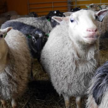 Jokapaikan Reetta: Lammastilalla Rymättylässä
