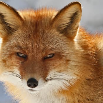 Minna Pyykön maailma: Miltä kevät tuoksuu?