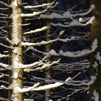 Metsäradio.: Saksalainen metsämystiikka