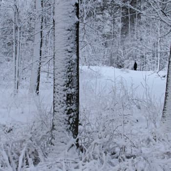 Luonto-Suomi.: Lunta ja lumitutkimusta