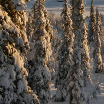 Metsäradio.: Alkutalvi luonnonmetsässä