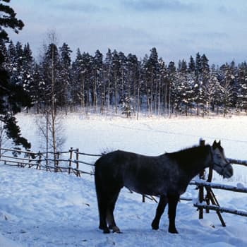 Metsäradio.: Poniaitausta ympäröivä metsä katosi