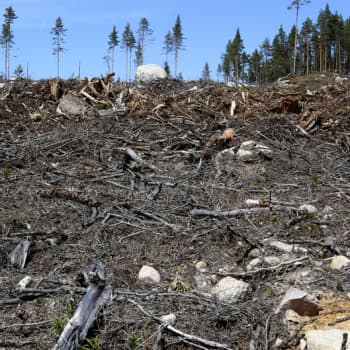 Metsäradio.: Pitääkö hakkuista tiedottaa?