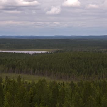 Katoava Pohjola: Uhattu metsäluontomme