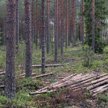 Ykkösaamu: Hyvästit hiilelle ja biopolttoainetta tankkiin