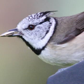 Metsäradio.: Erämaan ruokintapaikalla