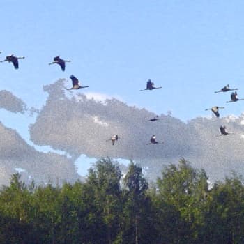 Metsäradio.: Kurkien yöpymispaikalla Siikalahdella