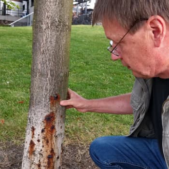 Metsäradio.: Hevoskastanjan bakteeritauti