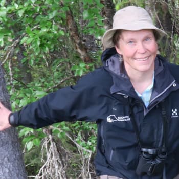 Metsäradio.: Talousmetsän pesäkolot vähissä