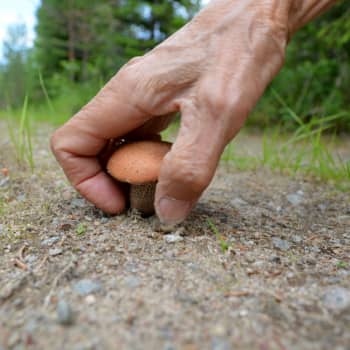 YLE Savo: Lystikäs sieniretki