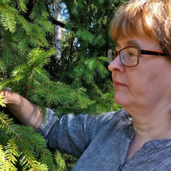 Metsäradio.: Geenireservimetsä on geenipankki
