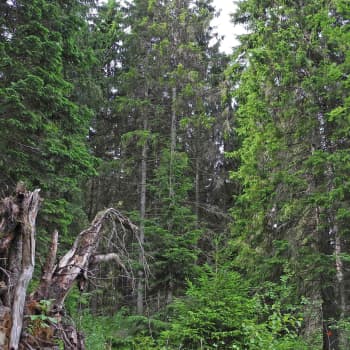Metsäradio.: Linnunlaulu on vähentynyt metsissämme