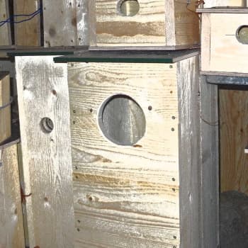 Metsäradio.: Pöllöille ja telkille sopivat pöntöt