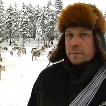 Suomen suurin paliskunta, 12.000 poron Kemin-Sompion paliskunta kokoontui eilen poroerotukseen hyvissä tunnelmissa.