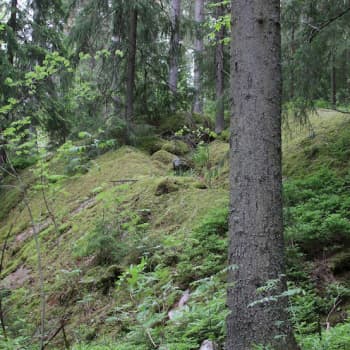 Minna Pyykön maailma: Luonnonperintösäätiö vanhojen metsien asialla