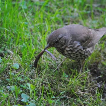 Biologi - Vetamix: Taltrastens läte
