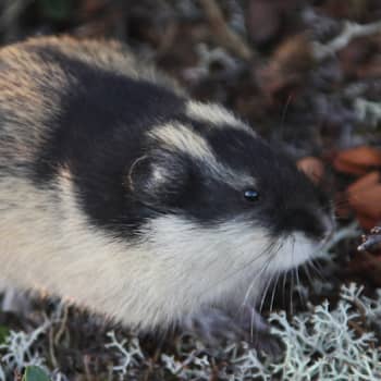 Metsäradio.: Lapin tunturisopulit
