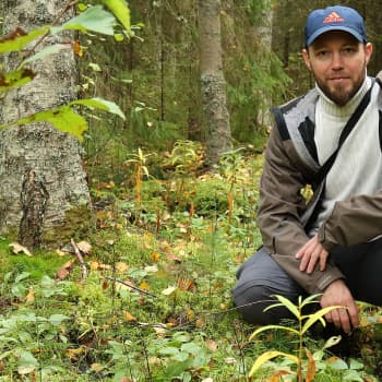 Metsäradio.: Hirvikärpäset on syksyn riesa