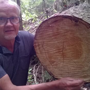 Metsäradio.: Puiden kasvua