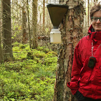 Metsäradio.: Hyönteistutkimusta majavatuhoalueella
