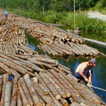 Metsäradio.: Nuoret tytöt uittotöissä