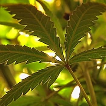 Puheen Päivä: Pössyttelyn krapulattomuus luo myyttiä kannabiksen haitattomuudesta