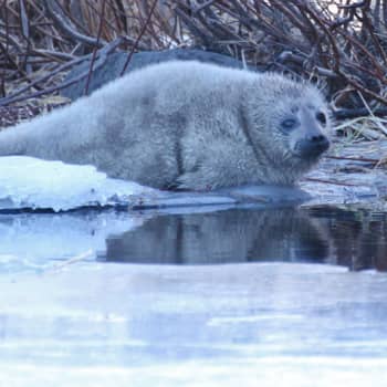Minna Pyykön maailma: Saimaannorppien kevät ja viiksikarvat