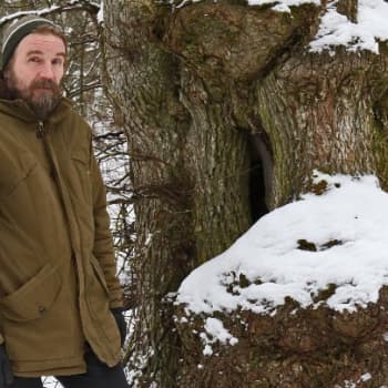Metsäradio.: Vanajaveden kynäjalavat