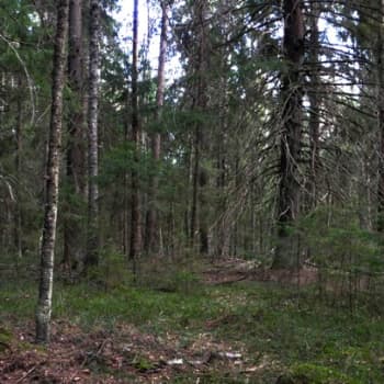 Luonto-Suomi.: Luonto-Suomen metsätähtiä