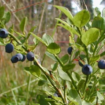 Metsäradio.: Mustikan satoennuste on synkkä