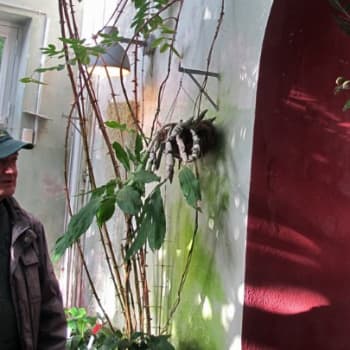 Minna Pyykön maailma: Pentti Alangon puutarhatarinoita