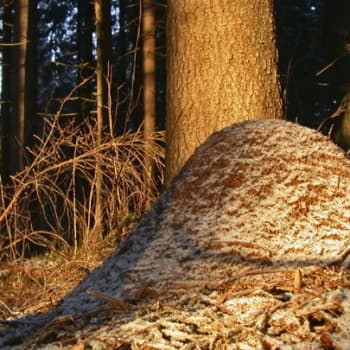 Muurahaisten maailma on merkillinen.