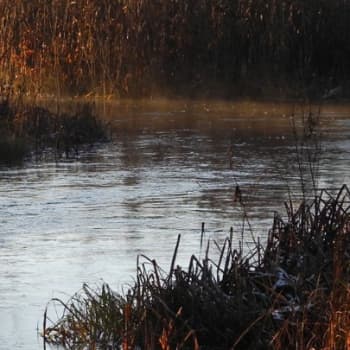 Metsäradio.: Piisaminnahkoja myytiin Kuusamossa