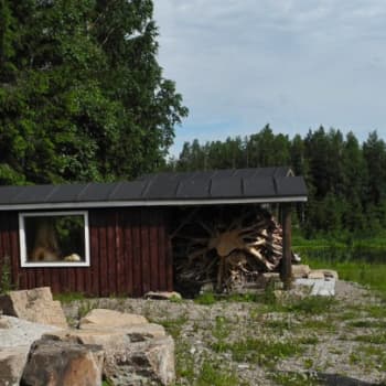 Metsäradio.: Haapapuun harvinainen kasvuhäiriö