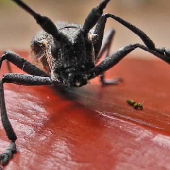 Metsäradio.: Uutta metsätuholakia laaditaan