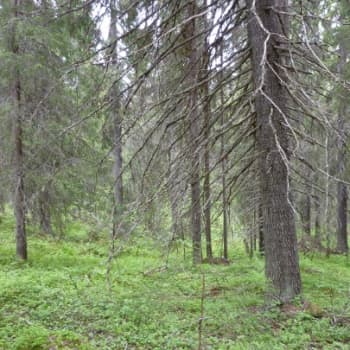 YLE Kainuu: Aarniometsää on kansallispuistoissa ja luonnonsuojelualueilla