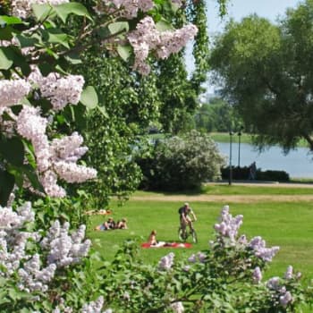 Minna Pyykön maailma: On vaikea ajatella kuin kasvi!