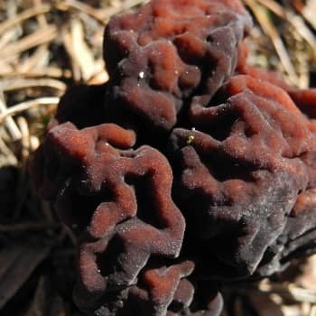 Metsäradio.: Korvasienessä Pohjois-Savossa
