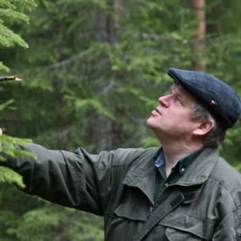 Metsäradio.: Ajatuksia metsänistutuksesta