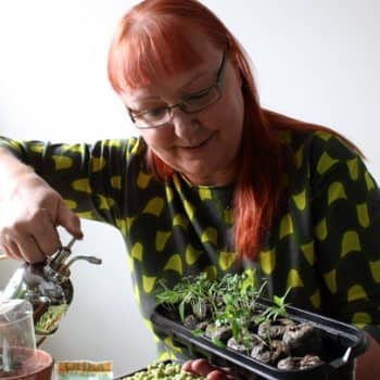 Puutarhan vuosi: Siemenkylvön salat