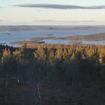 Metsäradio.: Metsänhoitoyhdistysten tulevaisuus