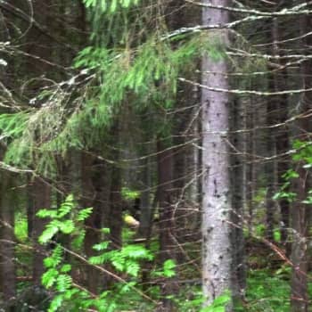 Puheen Päivä: Metsän armoilla