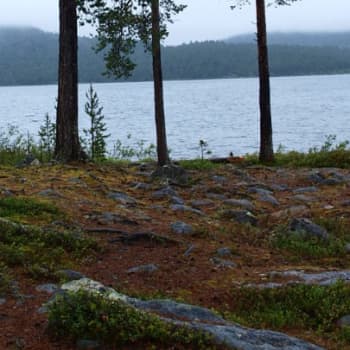 Metsäradio.: Luonnonrauhasta lääke stressaantuneelle