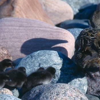 Kevät lintusaarella: Ensimmäiset haahkanpoikaset