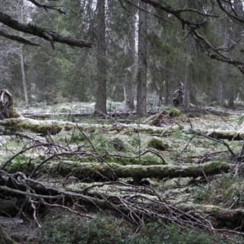 Teemaillat: Vanhojen metsien ilta