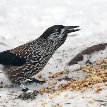 Pähkinähakki yllättää talviruokinnalla