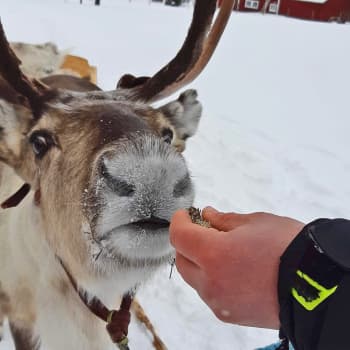 Poroajelulla Torassiepissä