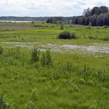 Siikalahden soivat päivät