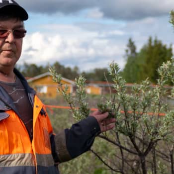 Tyrnejä koeviljellään Kittilässä